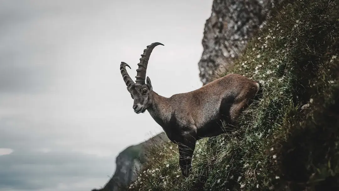 Astrologie intuitivă: Capricorn Lună plină iunie 2026