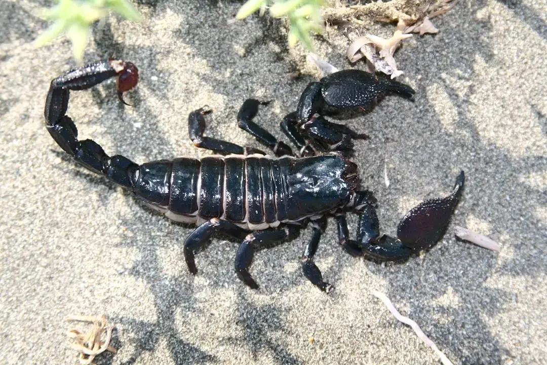 Horoscop Scorpion 5 august 2026: Eclipsa de Lună Nouă și cariera ta