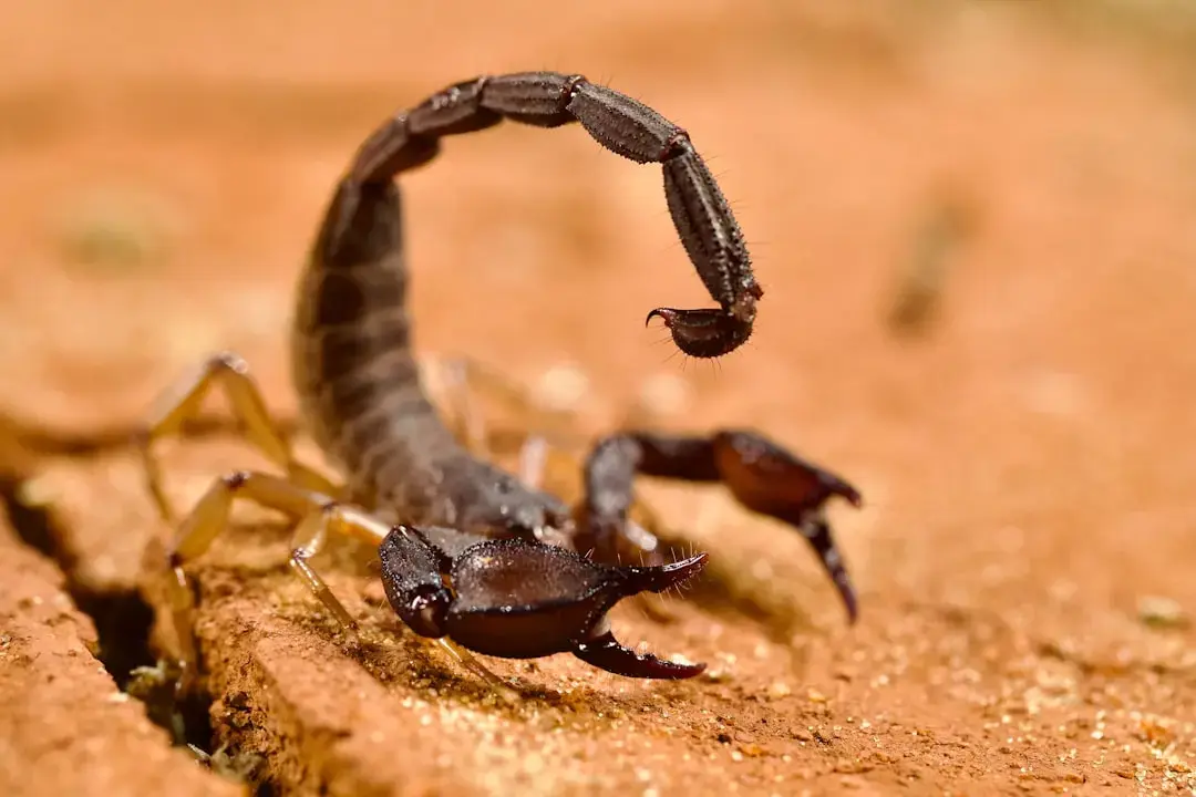 Horoscop Scorpion august 2026: Ce-ți rezervă astrele