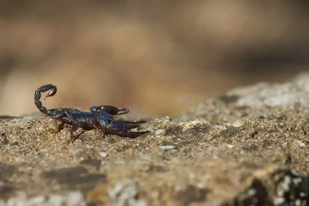Scorpionii în august 2026: Previziuni astrologice detaliate