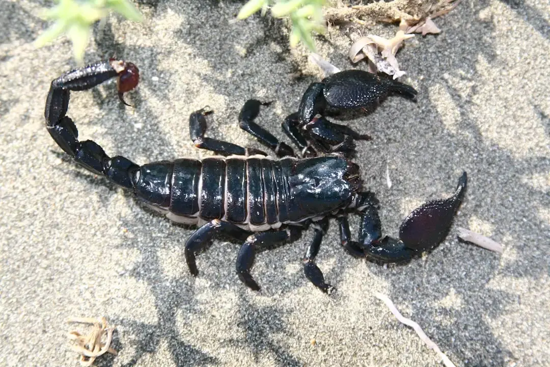 Scorpionii la lucru: cum să cucerească cu farmec